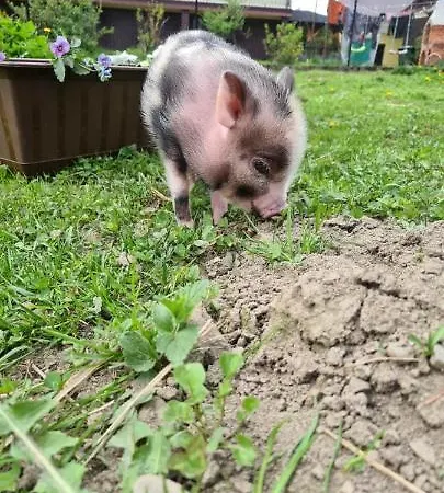 Stajnia Surprise Farm stay Skoczow